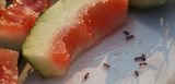 Ameisen neben Stück Wassermelonenschale