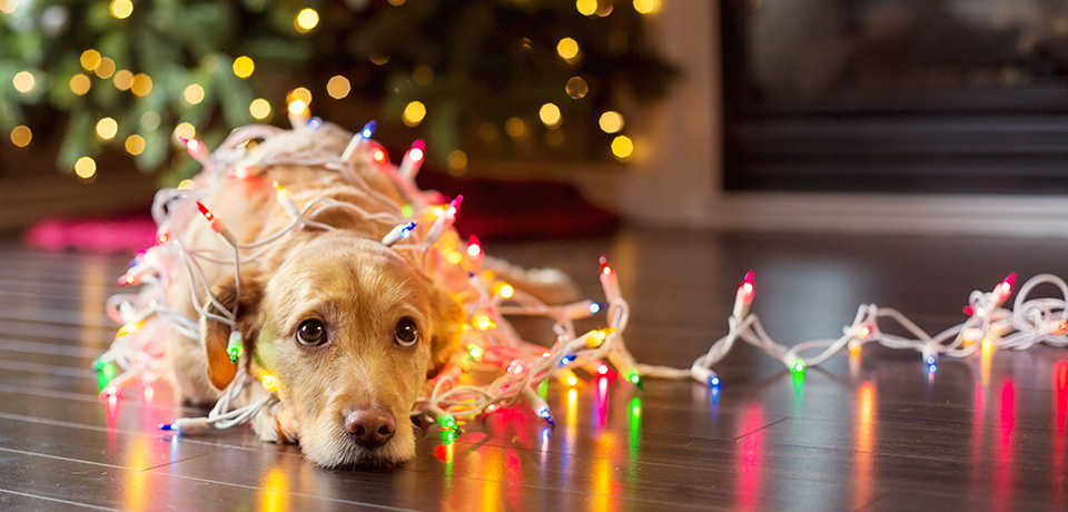 Ein Hund mit hellem Fell mit einer bunten Lichterkette umwickelt liegt vor einem Weihnachtsbaum