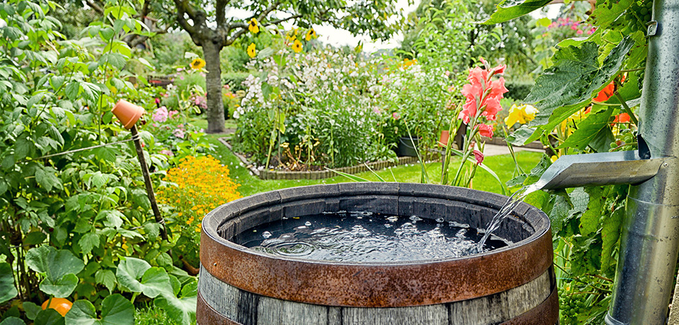 Klimafreundlich gärtnern – mit Herz und Humus Blühender Naturgarten, im Vordergrund läuft Regenwasser aus einem Fallrohr in ein Holzfass.