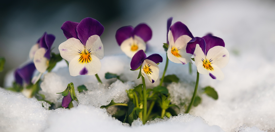 Winterharte Pflanze: Hornveilchen im Schnee